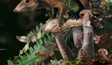Dryolestes, a Late Jurassic relative of Cretaceous therian mammals. Image credit: James Brown / Pamela Gill / University of Bristol.