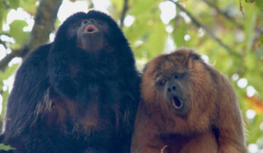 New World monkeys, whose range stretches from Mexico to Argentina, were found to have evolved the largest vocal membranes of all the primates, suggesting these thin ribbons of tissue play a particularly important role in their vocal production and repertoire of calls. This image shows black and gold howler monkeys (Alouatta caraya). Image credit: Jacob Dunn, Anglia Ruskin University.