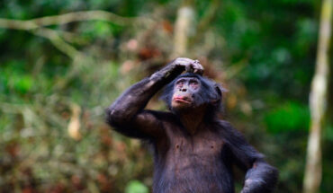 Tupac, a young male bonobo scratching its head. Image credit: Lukas Bierhoff, Kokolopori Bonobo Research Project.