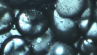 This image shows emulsion droplets stabilized by silica nanoparticles with remaining nickel nanoparticles on the droplet surface. Image credit: Raykh et al., doi: 10.1038/s41567-025-02865-1.
