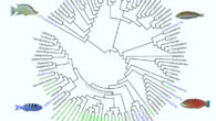 Tool-using genera within the family Labridae. Image credit: Tariel-Adam et al., doi: 10.1007/s00338-025-02633-w.