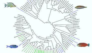 Tool-using genera within the family Labridae. Image credit: Tariel-Adam et al., doi: 10.1007/s00338-025-02633-w.