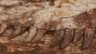 Cranium of Yuanmouraptor jinshajiangensis. Image credit: Zou et al., doi: 10.7717/peerj.19218.