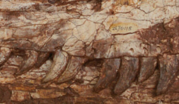 Cranium of Yuanmouraptor jinshajiangensis. Image credit: Zou et al., doi: 10.7717/peerj.19218.