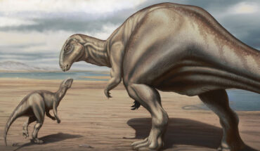 Life reconstruction of a large-sized ankylopollexian iguanodontian dinosaur interacting with a juvenile in the Late Jurassic of Europe. Image credit: Vitor Carvalho.