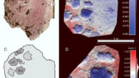 Cast specimen of Ruopodosaurus clava from the Murray River, British Columbia, Canada. Image credit: Arbour et al., doi: 10.1080/02724634.2025.2451319.