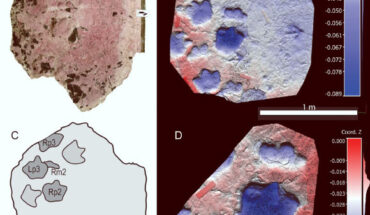 Cast specimen of Ruopodosaurus clava from the Murray River, British Columbia, Canada. Image credit: Arbour et al., doi: 10.1080/02724634.2025.2451319.