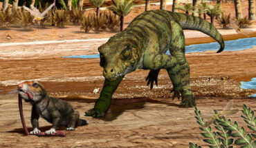 Some 215 million years ago in what is now northwestern Argentina, the terrestrial crocodylomorph Hemiprotosuchus leali prepares to devour the early mammal relative Chaliminia musteloides. Image credit: Jorge Gonzalez.