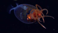 The colossal squid (Mesonychoteuthis hamiltoni) in its natural habitat. Image credit: Schmidt Ocean Institute.