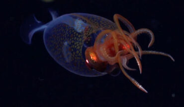The colossal squid (Mesonychoteuthis hamiltoni) in its natural habitat. Image credit: Schmidt Ocean Institute.