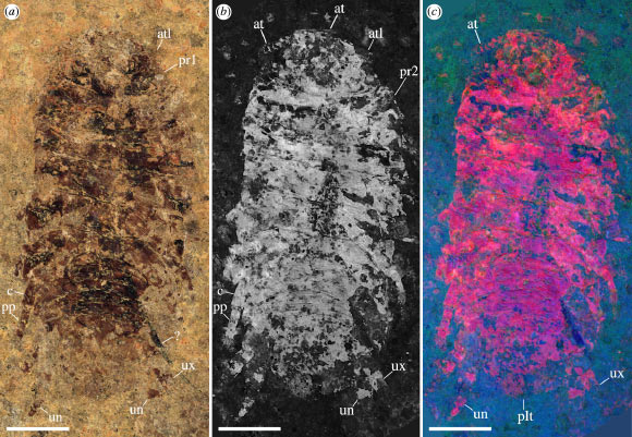 Dysopodus gezei, holotype. Image credit: Schädel et al., doi: 10.1098/rsos.241512.