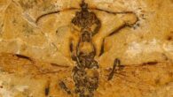 Vulcanidris cratensis, holotype. Scale bar - 2 mm. Image credit: Lepeco et al., doi: 10.1016/j.cub.2025.03.023.