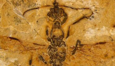 Vulcanidris cratensis, holotype. Scale bar - 2 mm. Image credit: Lepeco et al., doi: 10.1016/j.cub.2025.03.023.