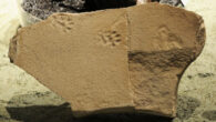 The pawprints of a nimravid from the John Day Formation of Oregon, the United States. Image credit: NPS.