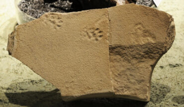 The pawprints of a nimravid from the John Day Formation of Oregon, the United States. Image credit: NPS.