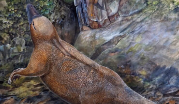 An artist’s impression of Kryoryctes cadburyi. Image credit: Peter Schouten.