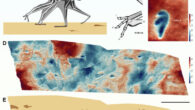 Terrestrial locomotion and track morphology of pterodactyloid pterosaurs: (A) reconstruction of the ctenochasmatoid pterosaur Ctenochasma elegans walking using an ipsilateral gait in which fore and hind limbs on the same side of the body move together as pairs; (B) manual and pedal morphology of Ctenochasma elegans; the pes is plantigrade and pentadactyl, whereas the manus is digitigrade and functionally tridactyl, as the large fourth digit, which supports the outer wing, is folded away during terrestrial locomotion; (C) height map of pterosaur manus and pes footprints in the holotype of the ichnotaxon Pteraichnus stokesi, exhibiting a morphology consistent with that of Ctenochasma elegans; (D) height map of part of a pterosaur trackway, Pteraichnus isp., from the Upper Jurassic Cazals Formation of Crayssac, France; (E) interpretive outline drawing of Pteraichnus isp. Scale bars - 20 mm in (C) and 200 mm in (D) and (E). Image credit: Smyth et al., doi: 10.1016/j.cub.2025.04.017.