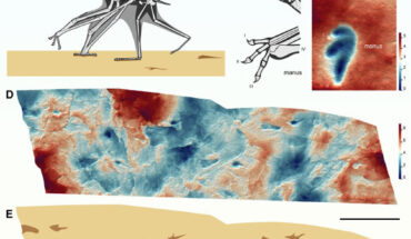 Terrestrial locomotion and track morphology of pterodactyloid pterosaurs: (A) reconstruction of the ctenochasmatoid pterosaur Ctenochasma elegans walking using an ipsilateral gait in which fore and hind limbs on the same side of the body move together as pairs; (B) manual and pedal morphology of Ctenochasma elegans; the pes is plantigrade and pentadactyl, whereas the manus is digitigrade and functionally tridactyl, as the large fourth digit, which supports the outer wing, is folded away during terrestrial locomotion; (C) height map of pterosaur manus and pes footprints in the holotype of the ichnotaxon Pteraichnus stokesi, exhibiting a morphology consistent with that of Ctenochasma elegans; (D) height map of part of a pterosaur trackway, Pteraichnus isp., from the Upper Jurassic Cazals Formation of Crayssac, France; (E) interpretive outline drawing of Pteraichnus isp. Scale bars - 20 mm in (C) and 200 mm in (D) and (E). Image credit: Smyth et al., doi: 10.1016/j.cub.2025.04.017.
