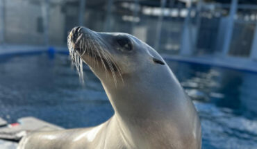 Ronan is the most consistent and precise mammalian beat keeper in experimental care. Image credit: Colleen Reichmuth.