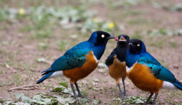 A family of superb starlings (Lamprotornis superbus) at Wilhelma Zoo in Stuttgart, Germany; the paler colored juvenile is in between the two adults. Image credit: Dennis Irrgang / CC BY 2.0.
