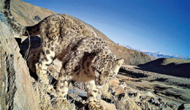 The snow leopard (Panthera uncia). Image credit: Department of Wildlife Protection, Union Territory of Ladakh.