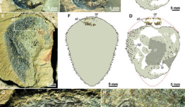 Shishania aculeata. Image credit: Yang et al., doi: 10.1126/science.adv463.