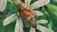 Life reconstruction of Eoplatypleura messelensis. Image credit: Dinghua Yang.