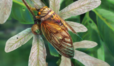 Life reconstruction of Eoplatypleura messelensis. Image credit: Dinghua Yang.