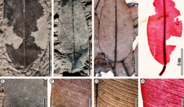 Leaf architecture of fossil (A, B, E) and comparable living (C, D, F-H) Dryobalanops species. Image credit: Wang et al., doi: 10.1002/ajb2.70036.