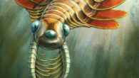 Life reconstruction of Mosura fentoni. Image credit: Danielle Dufault, Royal Ontario Museum.