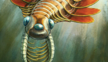 Life reconstruction of Mosura fentoni. Image credit: Danielle Dufault, Royal Ontario Museum.