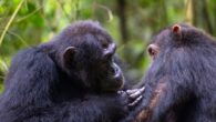 Social grooming between two chimpanzees in the Budongo Forest, Uganda. Image credit: Elodie Freymann.