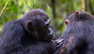 Social grooming between two chimpanzees in the Budongo Forest, Uganda. Image credit: Elodie Freymann.