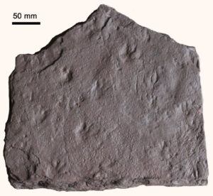 Fossil Tracks Found in Australia Push Back Origin of Reptiles by 35 ...