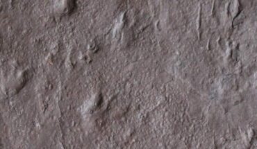 The 355-million-year-old track-bearing slab from the Snowy Plains Formation, Australia. Image credit: Long et al., doi: 10.1038/s41586-025-08884-5.