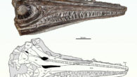 Gadusaurus aqualigneus. Image credit: Pratas e Sousa et al., doi: 10.4202/app.01199.2024.