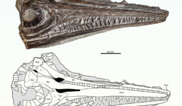 Gadusaurus aqualigneus. Image credit: Pratas e Sousa et al., doi: 10.4202/app.01199.2024.