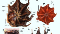 The Carnarvon flapjack octopus (Opisthoteuthis carnarvonensis). Image credit: T.J. Verhoeff, doi: 10.54102/ajt.c46g9.