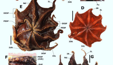 The Carnarvon flapjack octopus (Opisthoteuthis carnarvonensis). Image credit: T.J. Verhoeff, doi: 10.54102/ajt.c46g9.