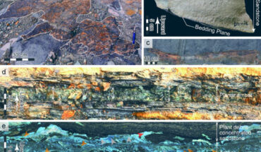 Amber deposit from Shimonakagawa Quarry in northern Hokkaido, Japan. Image credit: Kubota et al., doi: 10.1038/s41598-025-96498-2.