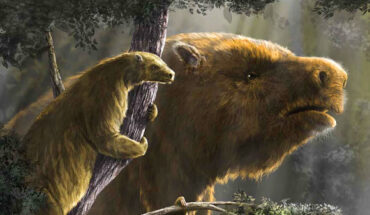 Ancient sloths lived in trees, on mountains, in deserts, boreal forests and open savannahs; these differences in habitat are primarily what drove the wide difference in size between sloth species. Image credit: Diego Barletta.