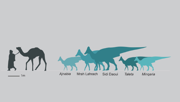 Lambeosaurine dinosaurs were diverse in Morocco, with at least three species coexisting. Image credit: Longrich et al., doi: 10.1016/j.gr.2025.05.006.