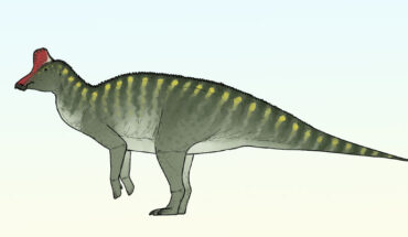 An artist’s reconstruction of Taleta taleta. Image credit: Connor Ashbridge.