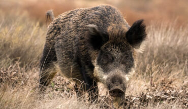 The wild boar (Sus scrofa). Image credit: Elşad İbrahimov / CC BY-SA 4.0.