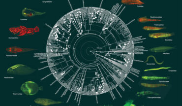 Phylogeny of teleost fishes showing ancestral state reconstructions of biofluorescence (absence/presence). Image credit: Carr et al., doi: 10.1038/s41467-025-59843-7.