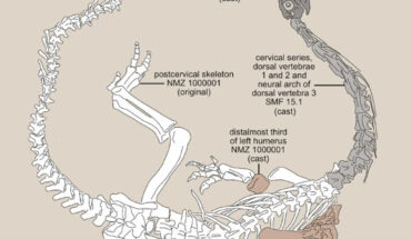 Diagram of the Plateosaurus trossingensis skeleton as part of the Teoplati exhibit at the Natural History Museum of the University of Zurich. Image credit: Dupuis et al., doi: 10.1186/s13358-025-00368-3.