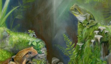 An artist’s reconstruction of Litoria tylerantiqua (right) and the previously-described species Platyplectrum casca (left) from Murgon, south-eastern Queensland. Image: Samantha Yabsley, https://www.instagram.com/s.h.y_art.