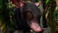 Life reconstruction of Swaindelphys. Image credit: Kristen Tietjen.