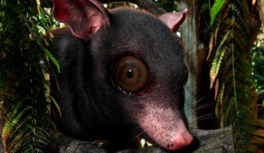 Life reconstruction of Swaindelphys. Image credit: Kristen Tietjen.