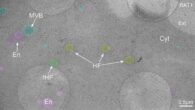 Representative cryo-electron microscopy image of the leading edge of a RAT-1 cell cultured on cryo-EM grids. Lamellipodia and filopodia in the upper right corner delineate the cell border, separating the cytoplasm (Cyt) from the extracellular space (Ext). Vesicular organelles are highlighted in color: early endosome-like vesicles (En, pink), multivesicular bodies (MVB, blue), hemifusomes (HF, yellow), and flipped hemifusomes (fHF, green). Scale bar - 0.5 µm. Image credit: Tavakoli et al., doi: 10.1038/s41467-025-59887-9.